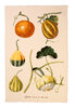 Geschirrtuch "Pumpkins" RHS von Ulster Weavers. Cotton Tea Towel